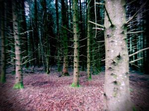 Forêt en Auvergne