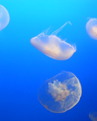 Monterey Bay Aquarium, méduses ©Camdansunfilm